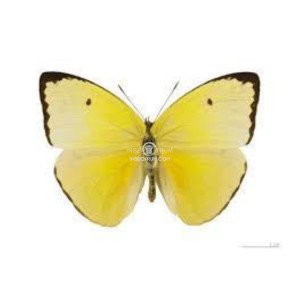 APHRISSA STATIRA APHRISSA STATIRA